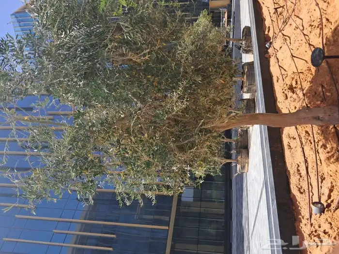 زيتون مثمر نيبالي مراكن 3