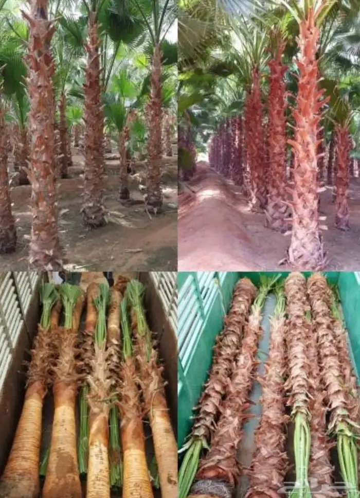 نخل واشنطن 9