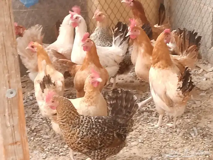 دجاج بلدي بياض 3