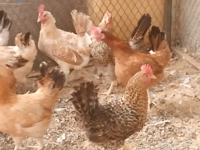 دجاج بلدي بياض 2