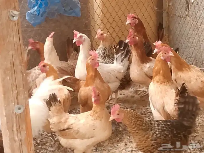 دجاج بلدي بياض 5