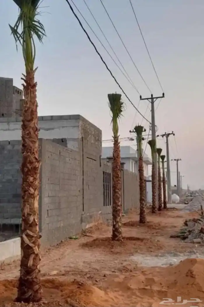 نخل واشنطن 6