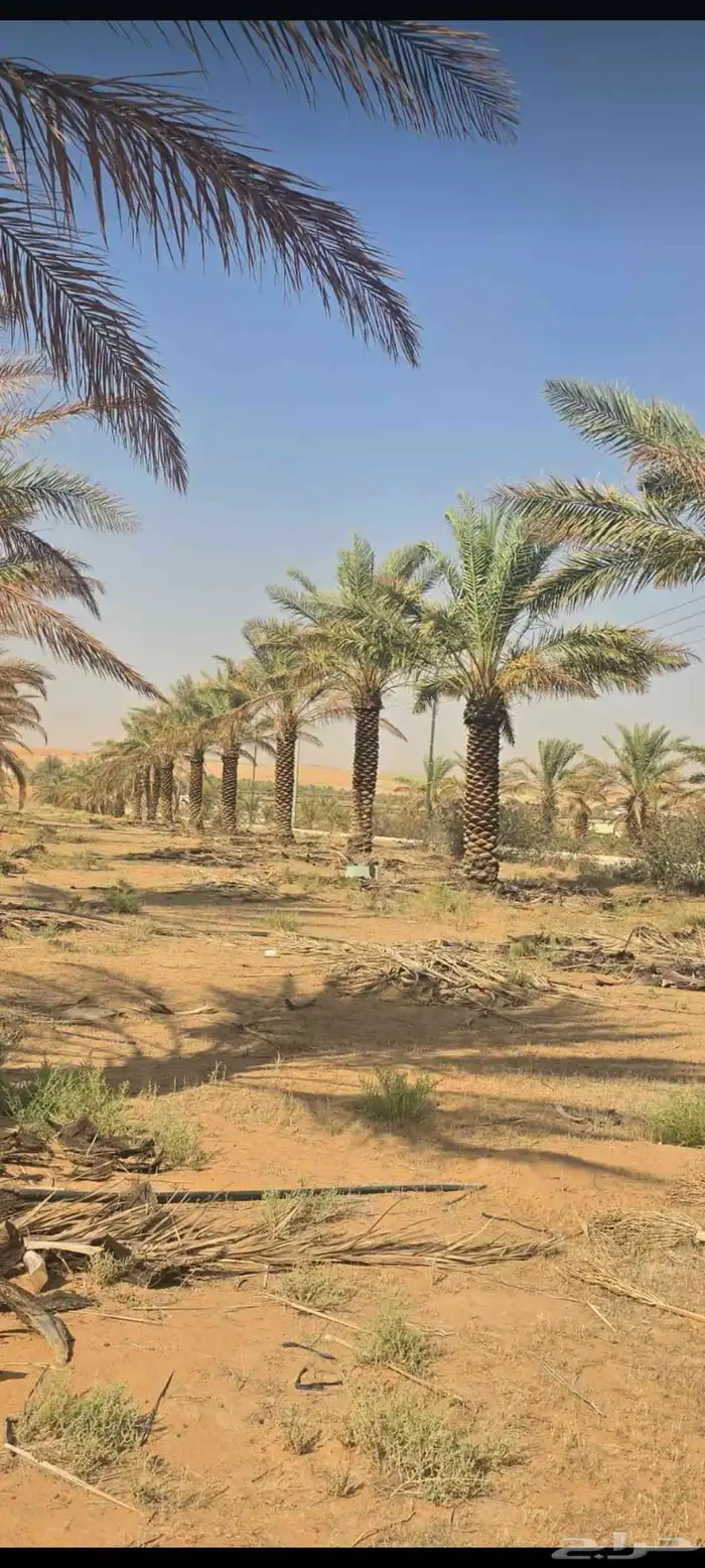 نخل واشنطني للبيع 0
