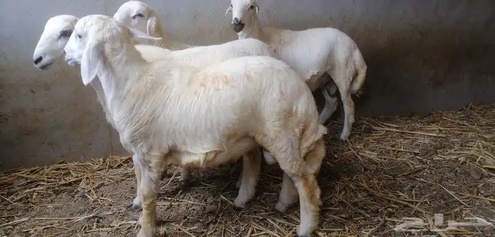 خرفان للبيع 11