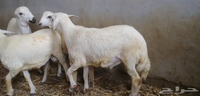 خرفان للبيع 2