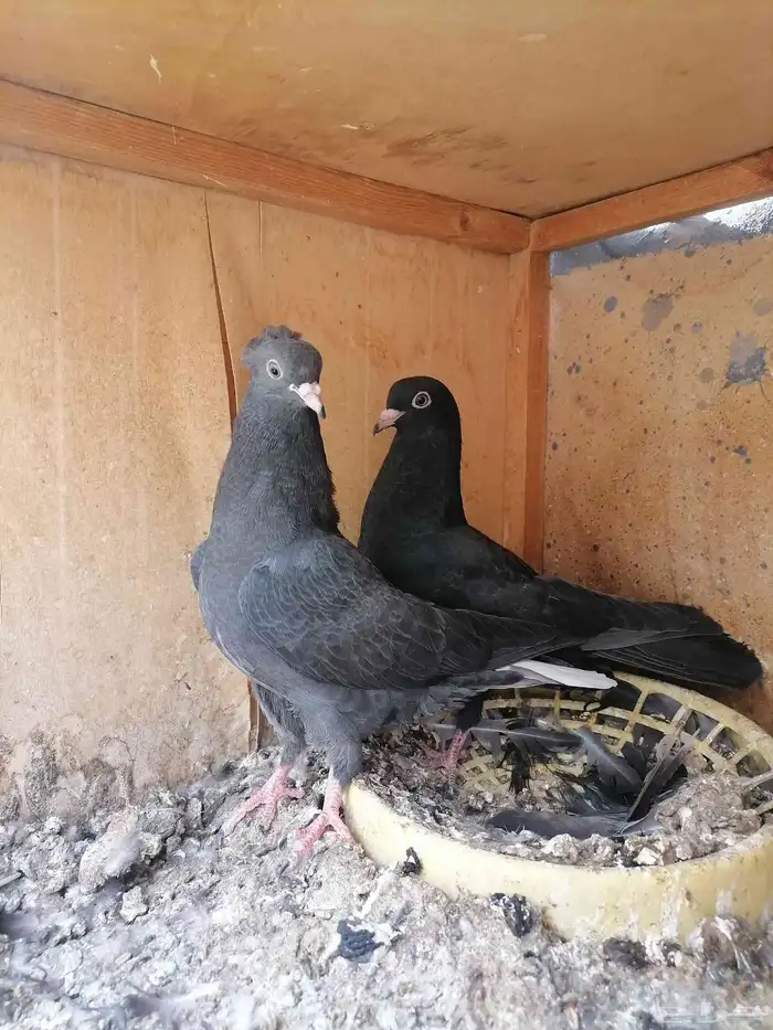 طبات قطايف للبيع ( تم البيع) 1