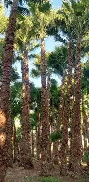 نخل واشنطن 0