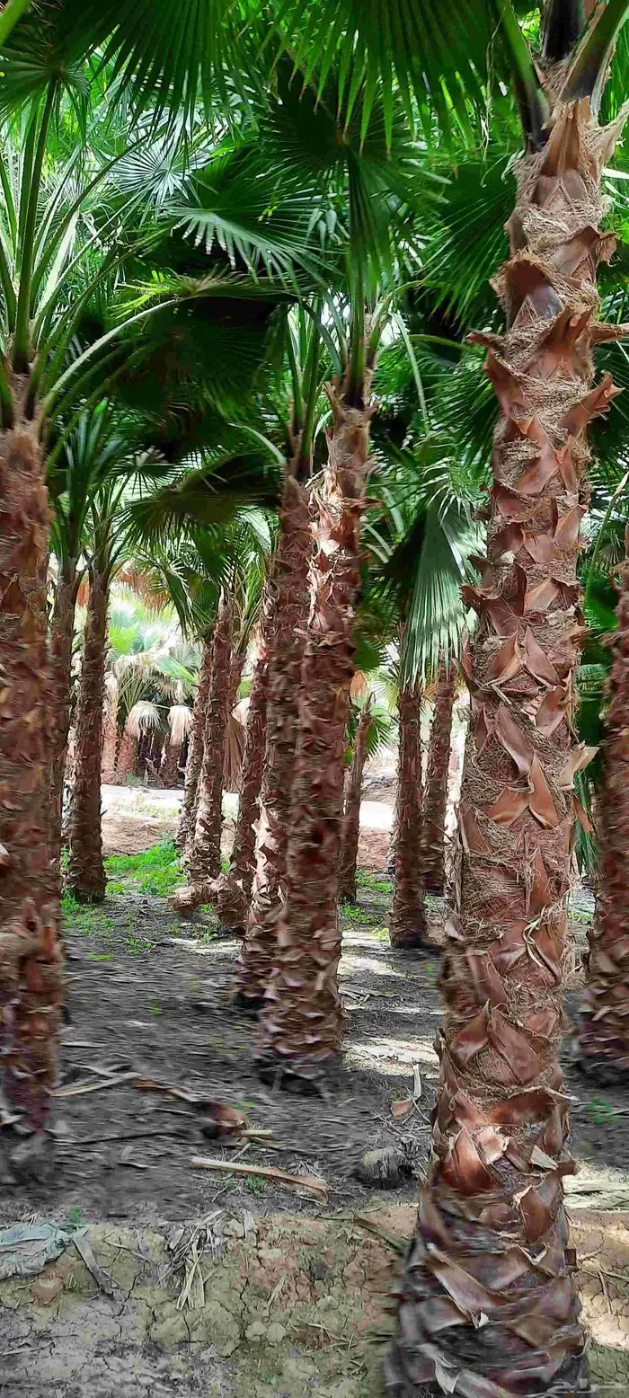 نخل واشنطن 8