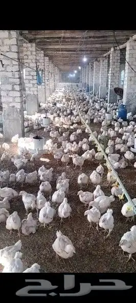 انا مشرف مزارع الدجاج تسمين الابيض والاحم خبره في هذا المجال 9