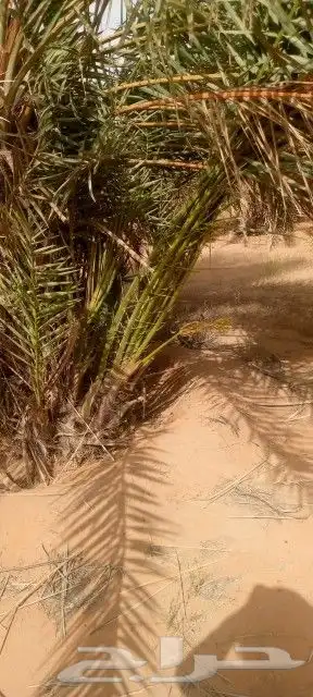 النخل للبيع 2