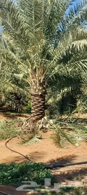 للبيع جميع انواع انخيل 2