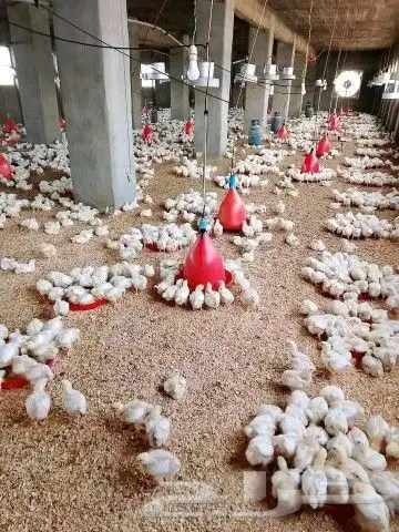 انا مشرف مزارع الدجاج تسمين الابيض والاحم خبره في هذا المجال 6