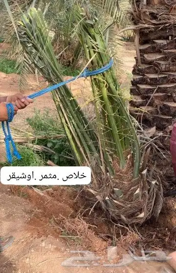 النخل للبيع 5