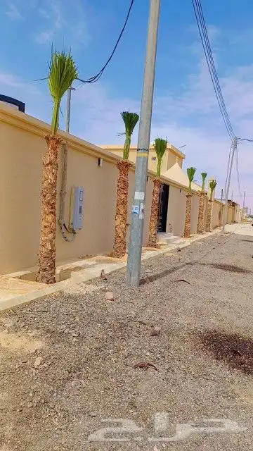 النخل للبيع 8