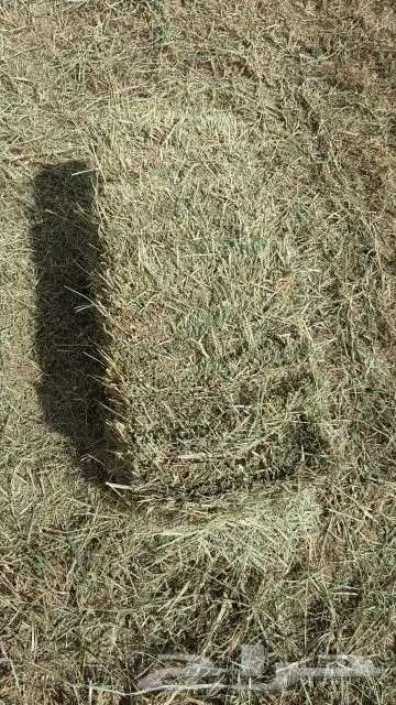 السلام عليكم 1
