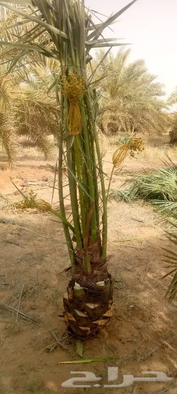 النخل للبيع 3