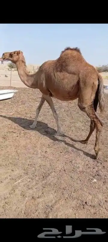ناقه حايل مبيوع ولدها الناقه ثليث الناقه فيها شريحه الموقع 0