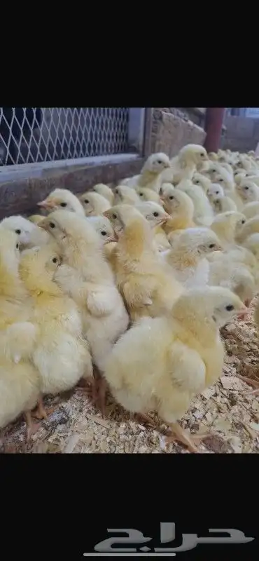 انا مشرف مزارع الدجاج تسمين الابيض والاحم خبره في هذا المجال 7