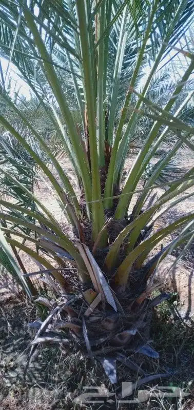 يوجد لدينا نخل عربي واشنطني خلاص ملوكي روثانا برحي سكري نبوت 7