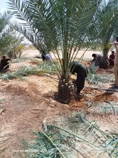 يوجد لدينا نخل عربي واشنطني خلاص ملوكي روثانا برحي سكري نبوت 8