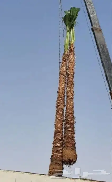 نخل واشنطن 3