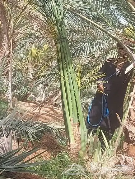 سلام عليكم يوجد لدينا جميع انواع انخيل المثمر حسب اطلب والم 2