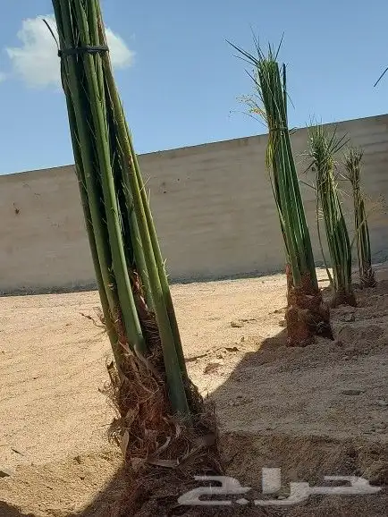 سلام عليكم يوجد لدينا جميع انواع انخيل المثمر حسب اطلب والم 1