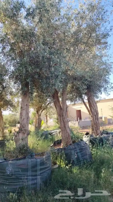 زيتون مثمر نيبالي مراكن 1