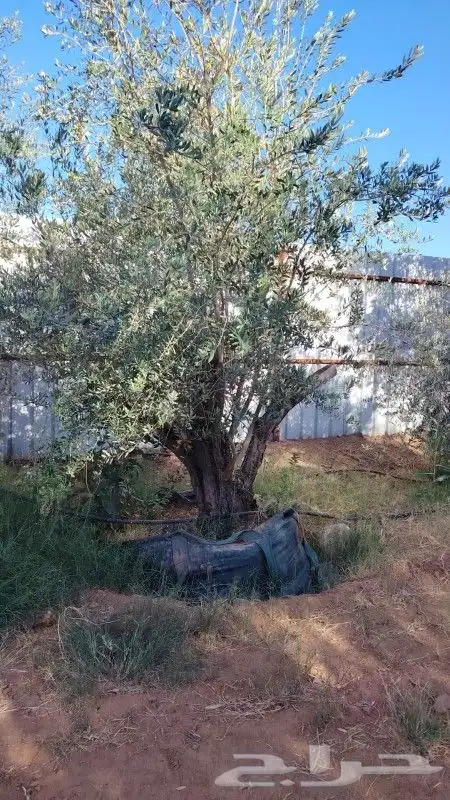 زيتون مثمر نيبالي مراكن 2