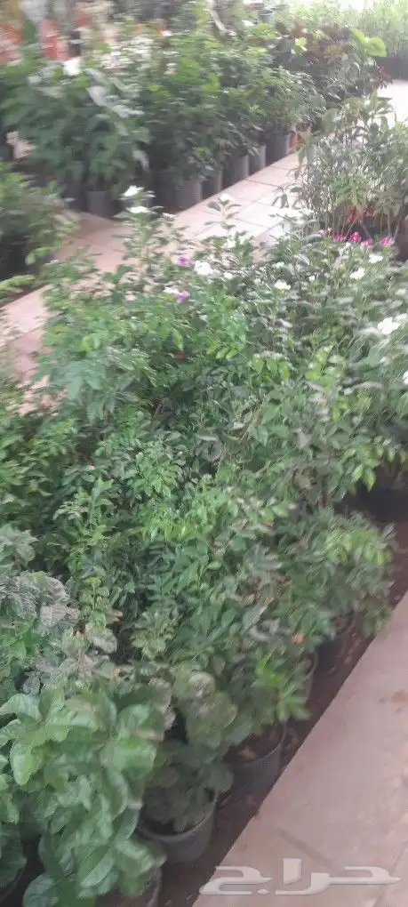 مشتل تنسيق حدائق 4
