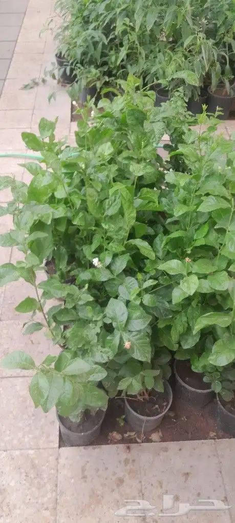 مشتل تنسيق حدائق 3
