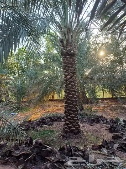 للبيع جميع انواع انخيل 8