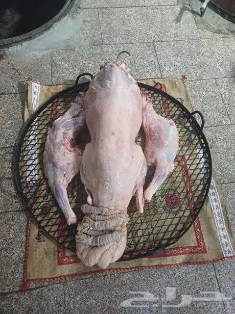 طليان ذبايح يوجد سلخ وتوصيل 6