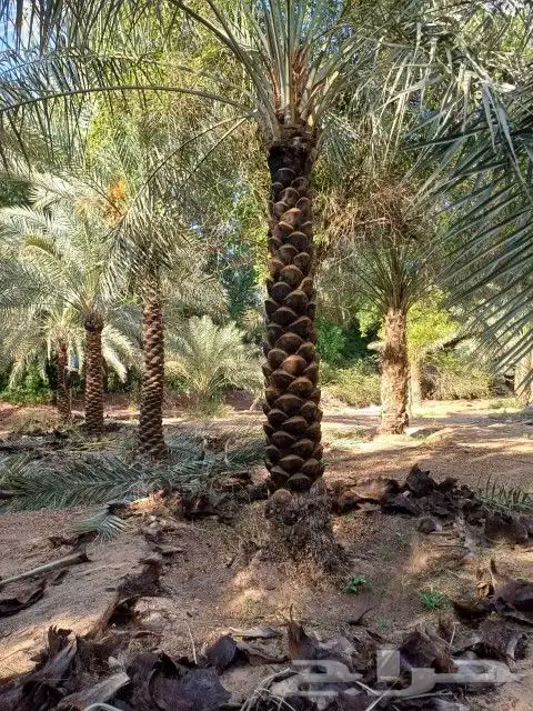 للبيع جميع انواع انخيل 9