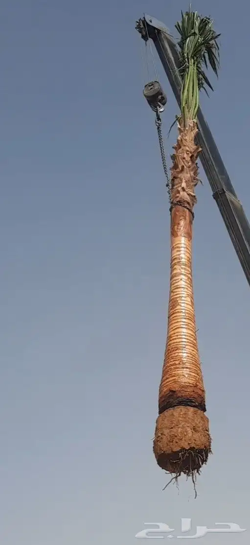 نخل واشنطن 4