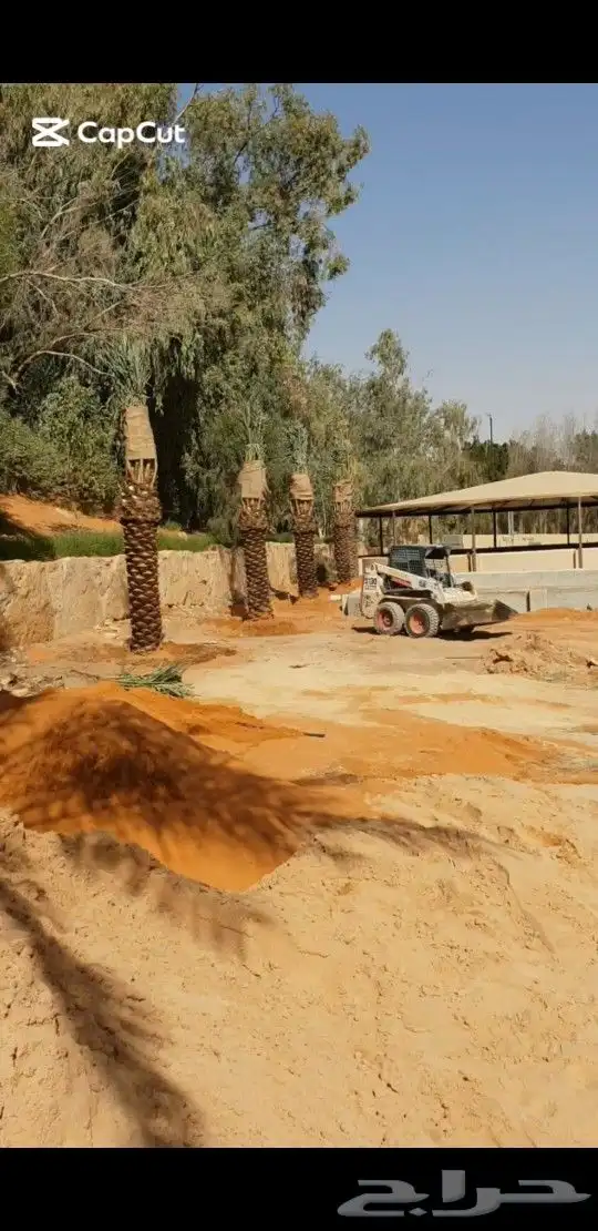 يتوفر لدينا جميع انواع النخل عربي . واشنطنيا 2
