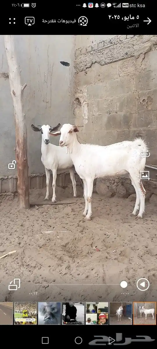 معزا جفار ثنايا غير مضاريب 0