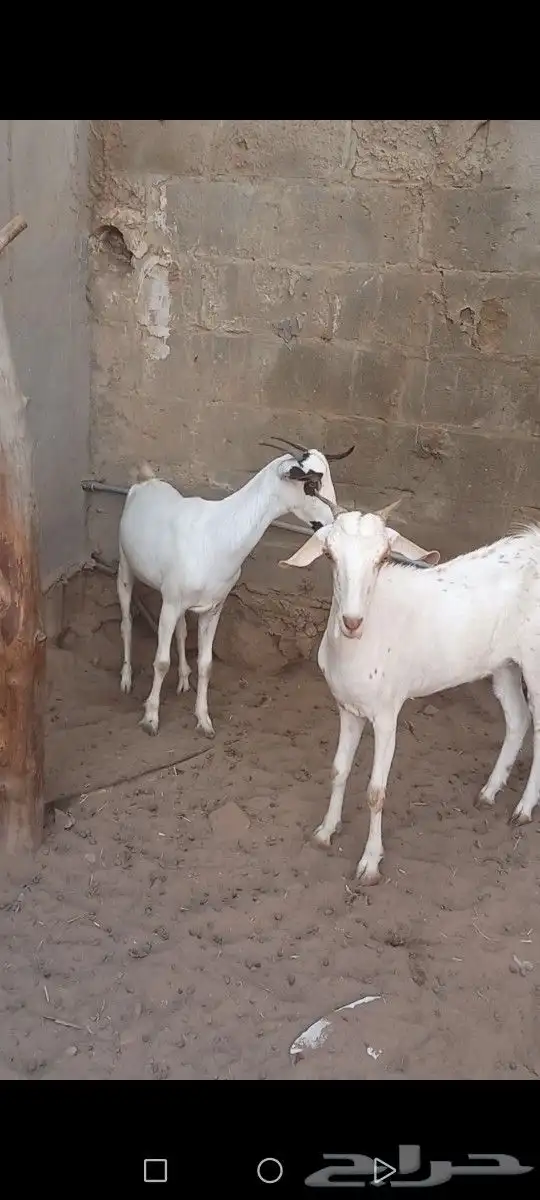 معزا جفار ثنايا غير مضاريب 2