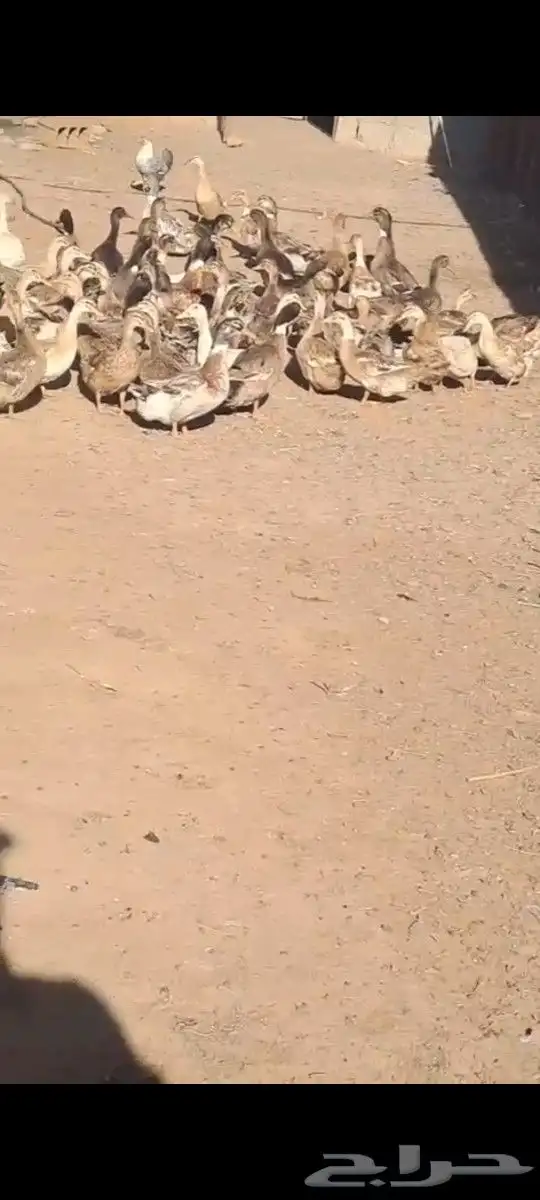 يوجد بط شرشري 0