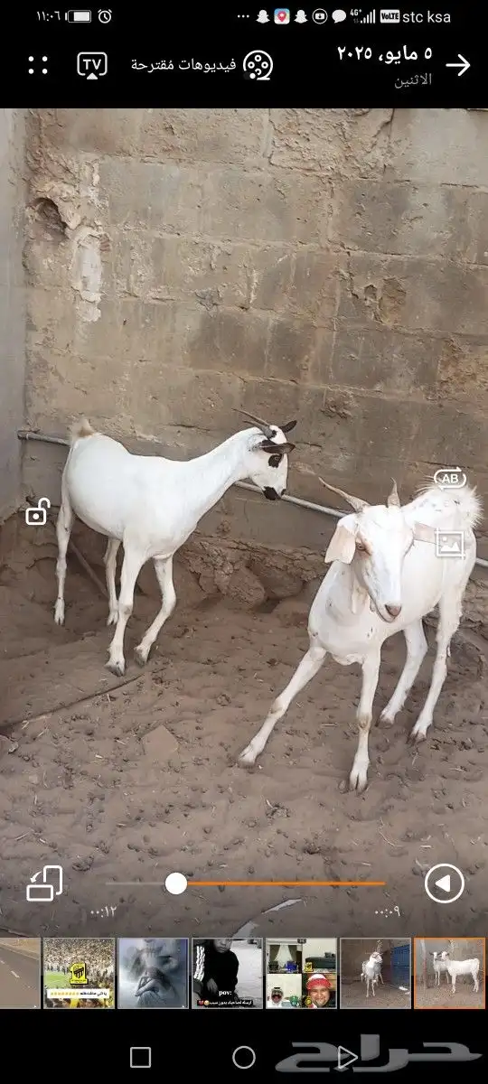 معزا جفار ثنايا غير مضاريب 1