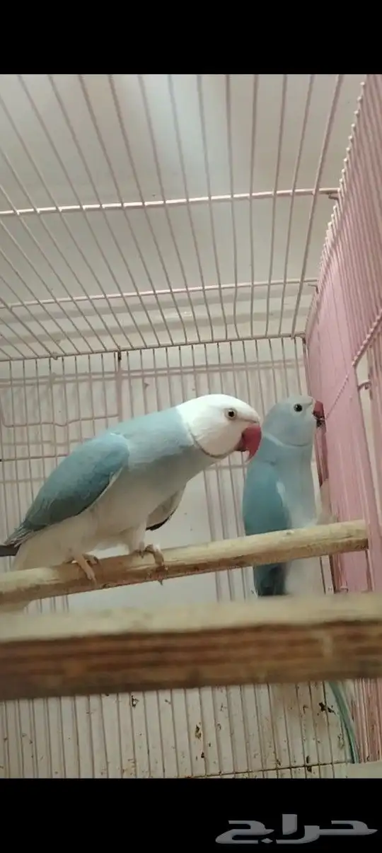 زوج دره كلير تل 1