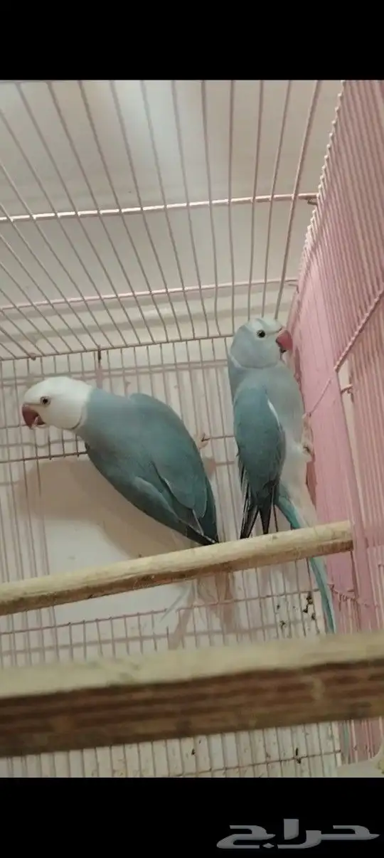 زوج دره كلير تل 2