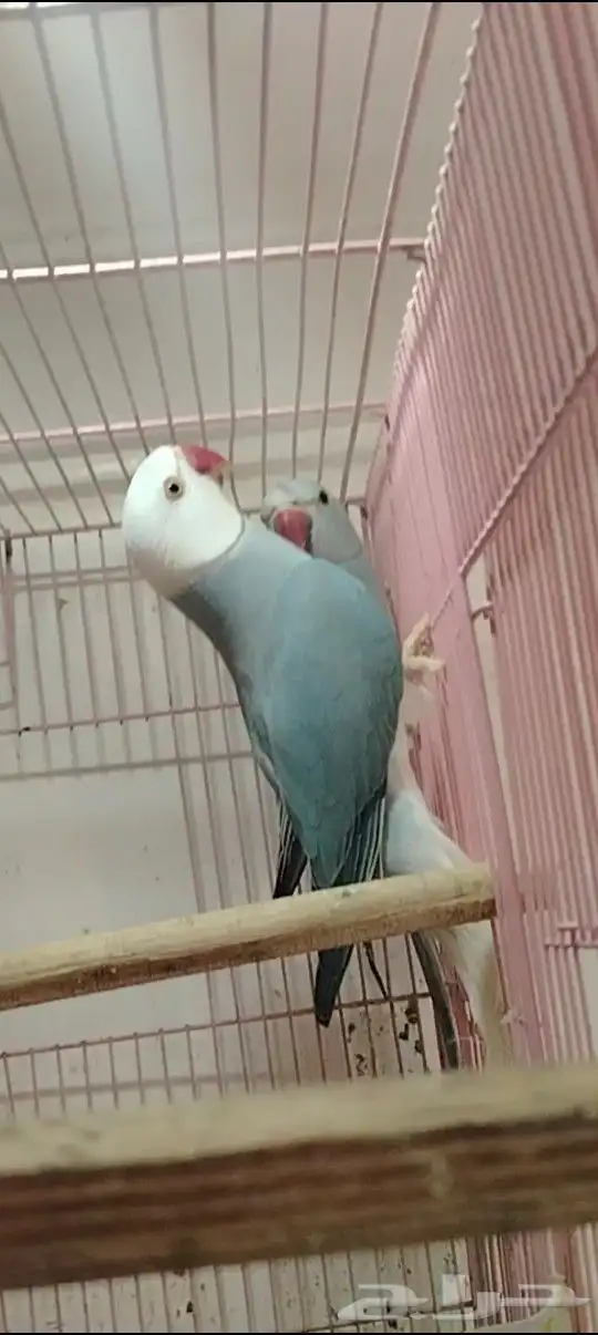 زوج دره كلير تل 0