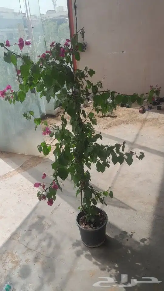 مشتل تنسيق حدائق 6
