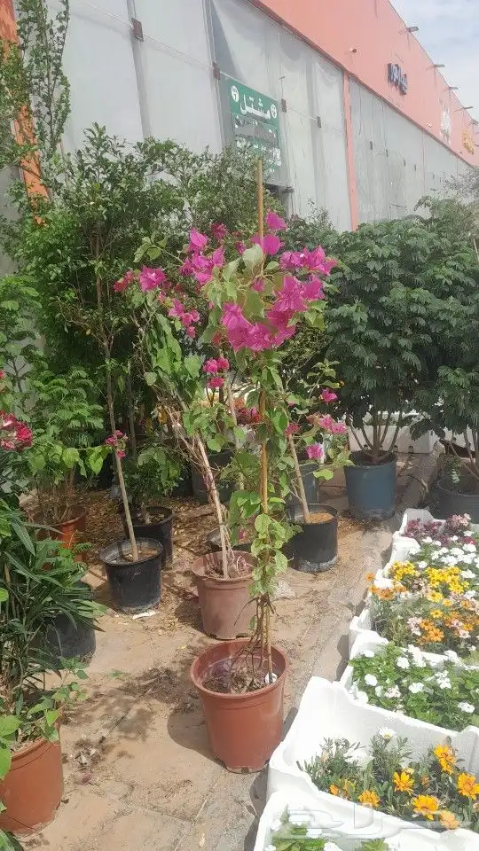 مشتل تنسيق حدائق 7