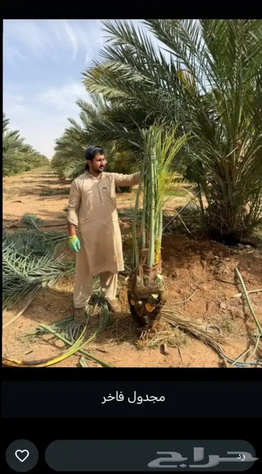 للبيع جميع انواع انخيل 7