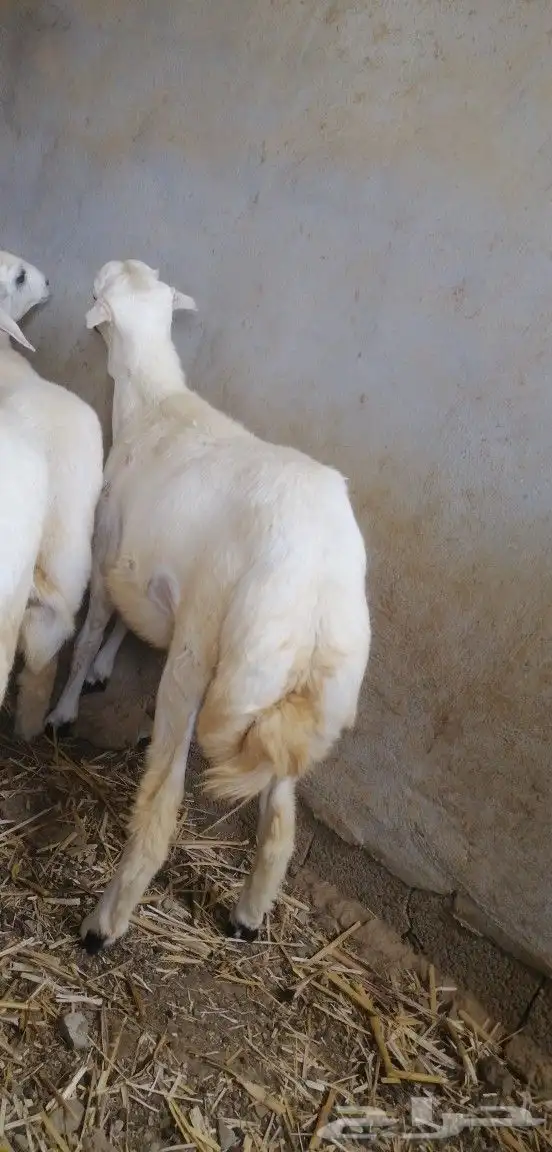 خرفان للبيع 6