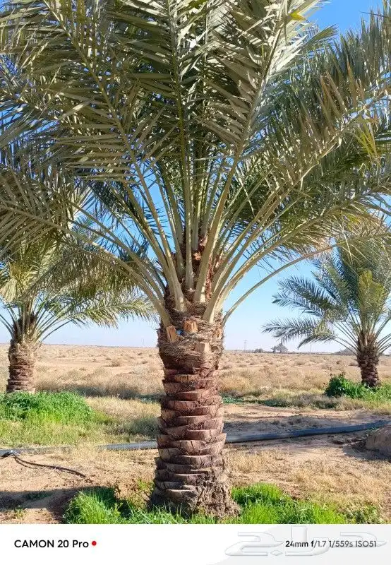 يوجد لدينا نخل عربي واشنطني خلاص ملوكي روثانا برحي سكري نبوت 4