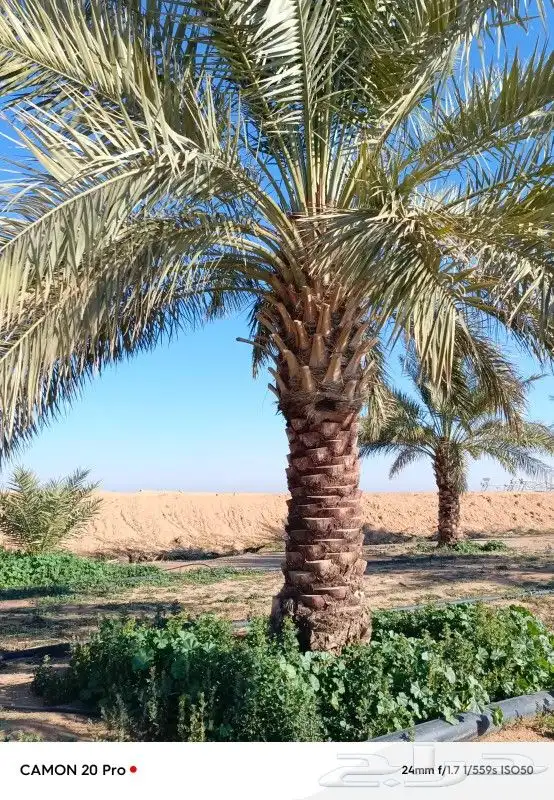 يوجد لدينا نخل عربي واشنطني خلاص ملوكي روثانا برحي سكري نبوت 9