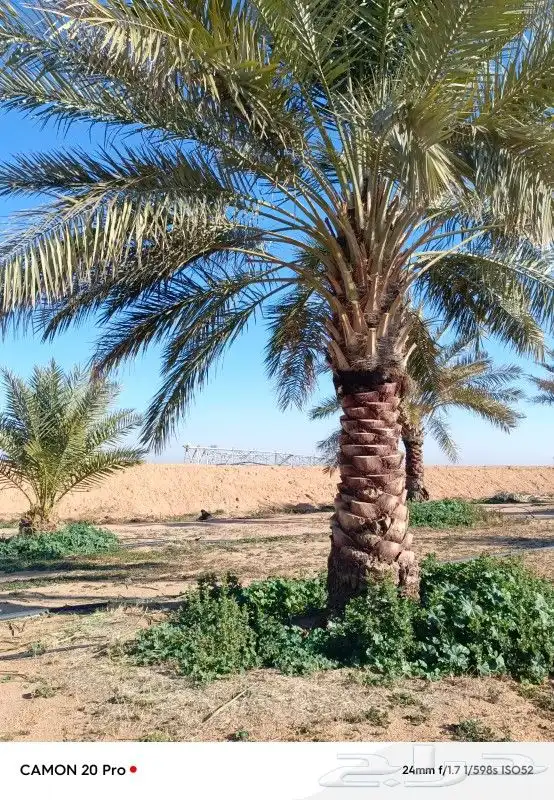 يوجد لدينا نخل عربي واشنطني خلاص ملوكي روثانا برحي سكري نبوت 3